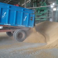 شروع فرآوری بذر گواهی شده سال زراعی 95_96